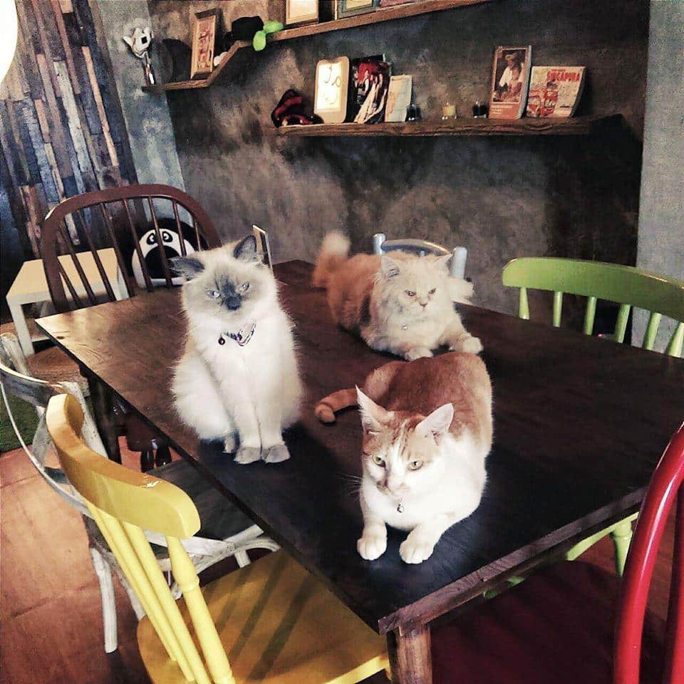 The Cat Cabin Kemang Cafe di Kemang Jakarta Selatan